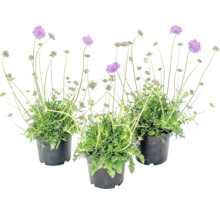 Tři rostliny Hlaváč v černých květináčích s fialovými květy a dlouhými stonky.