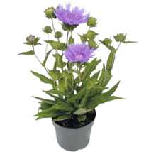 Stokesia laevis stokesie s fialovými květy a zelenými poupaty v šedém plastovém květináči.