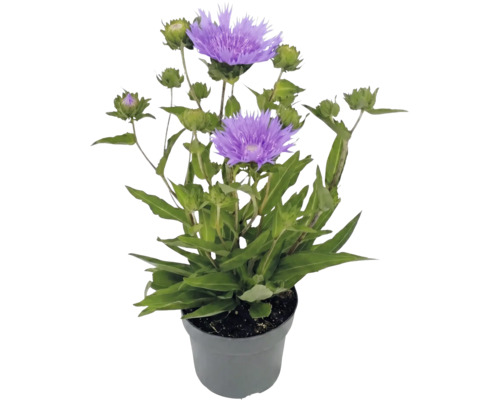 Stokesia laevis stokesie s fialovými květy a zelenými poupaty v šedém plastovém květináči.