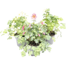 Orlíček Aquilegia v květináčích se zelenými listy a květy.