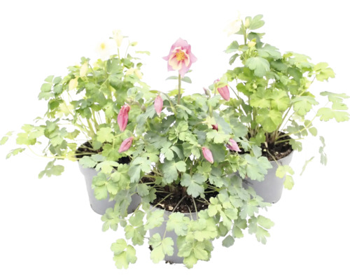 Orlíček Aquilegia v květináčích se zelenými listy a květy.