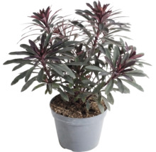 Pryšec Euphorbia v plastovém květináči, stálezelená zahradní rostlina s tmavými listy a načervenalými špičkami.