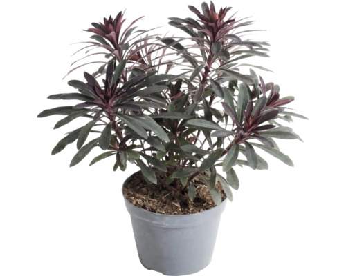 Pryšec Euphorbia v plastovém květináči, stálezelená zahradní rostlina s tmavými listy a načervenalými špičkami.