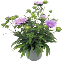 Stokesia laevis v květináči s fialovými květy a zelenými listy