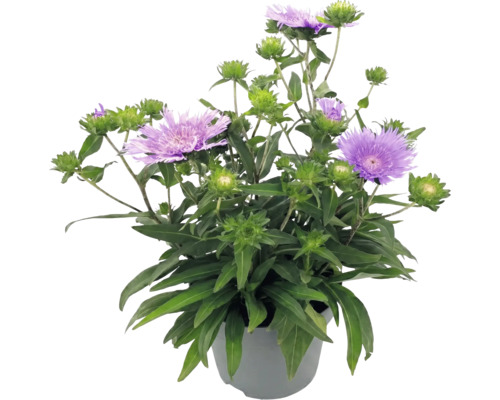 Stokesia laevis v květináči s fialovými květy a zelenými listy