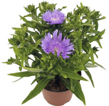 Kvétoucí Stokesia laevis s fialovými květy v hnědém květináči.