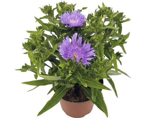 Kvétoucí Stokesia laevis s fialovými květy v hnědém květináči.