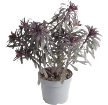 Tmavolistý pryšec Euphorbia v šedém plastovém květináči.