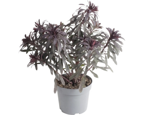 Tmavolistý pryšec Euphorbia v šedém plastovém květináči.