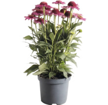Třapatka Echinacea v šedém plastovém květináči s růžovými květy a zelenými listy.
