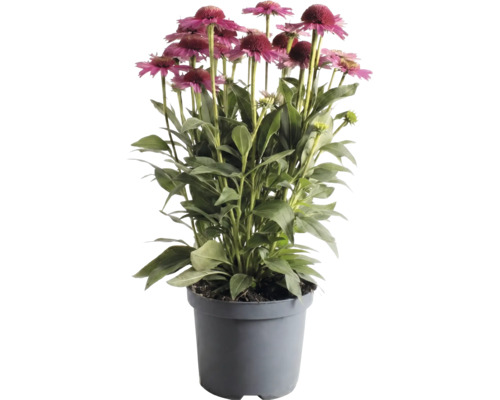 Třapatka Echinacea v šedém plastovém květináči s růžovými květy a zelenými listy.
