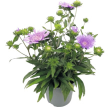 Stokesia laevis v květináči s fialovými květy a zelenými poupaty.