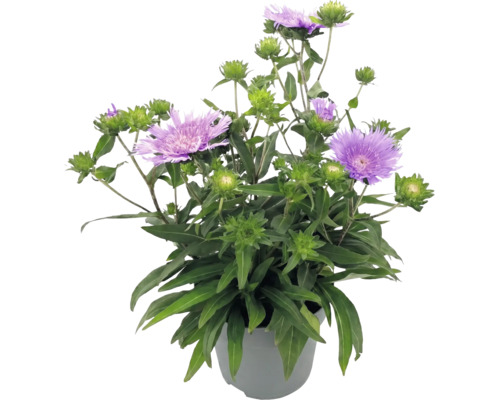 Stokesia laevis v květináči s fialovými květy a zelenými poupaty.