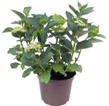 Hortenzie velkolistá Hydrangea macrophylla se zelenými listy a poupaty v hnědém plastovém květináči.