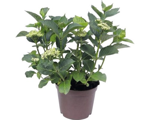 Hortenzie velkolistá Hydrangea macrophylla se zelenými listy a poupaty v hnědém plastovém květináči.