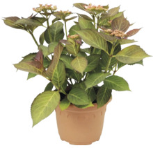 Hortenzie Hydrangea macrophylla v plastovém květináči se zelenými listy a prvními poupaty.