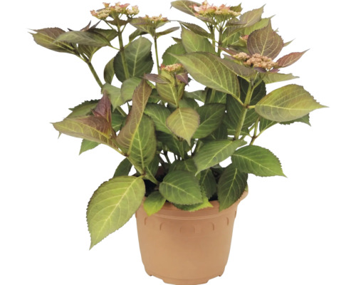 Hortenzie Hydrangea macrophylla v plastovém květináči se zelenými listy a prvními poupaty.