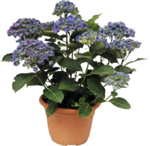 Hortenzie velkolistá Hydrangea macrophylla v květináči s modrými květy a zelenými listy.