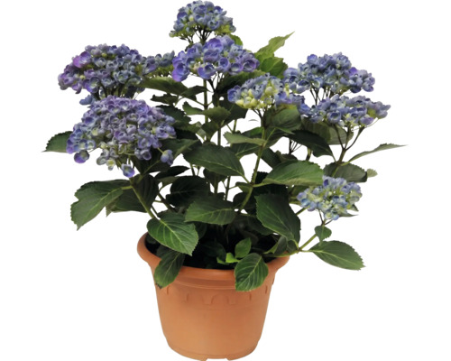 Hortenzie velkolistá Hydrangea macrophylla v květináči s modrými květy a zelenými listy.