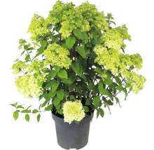 Hortenzie latnatá Hydrangea paniculata se světle zelenými květy v pěstebním květináči