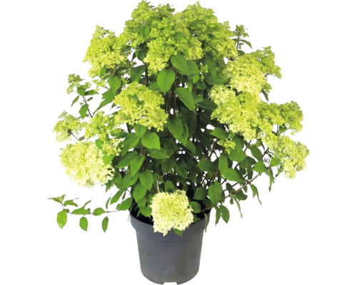 Hortenzie latnatá Hydrangea paniculata se světle zelenými květy v pěstebním květináči