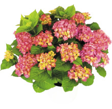 Hortenzie Hydrangea macrophylla s růžovo-žlutými květy a zelenými listy v bílém květináči.