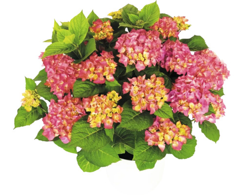 Hortenzie Hydrangea macrophylla s růžovo-žlutými květy a zelenými listy v bílém květináči.