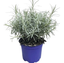 Levandule lékařská Lavandula angustifolia v modrém pěstebním květináči.