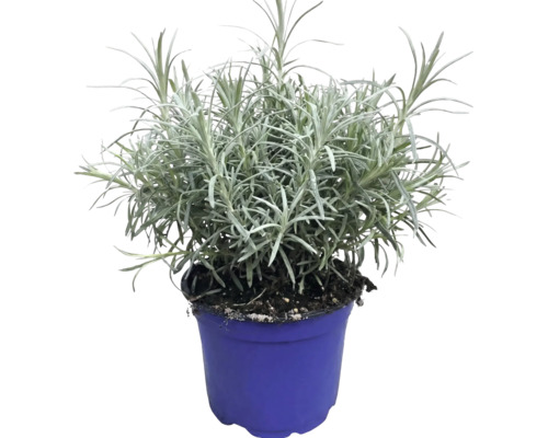 Levandule lékařská Lavandula angustifolia v modrém pěstebním květináči.