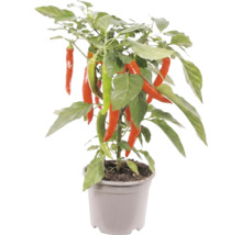 Rostlina chilli s červenými a zelenými papričkami v šedém plastovém květináči.