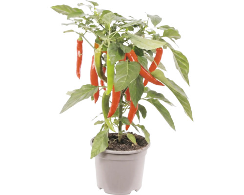 Rostlina chilli s červenými a zelenými papričkami v šedém plastovém květináči.