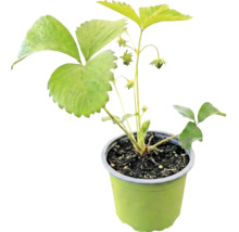 Jahodník BIO raný 'Honeoye' FloraSelf Bio květináč Ø 9 cm