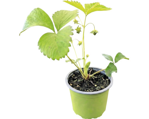 Jahodník BIO raný 'Honeoye' FloraSelf Bio květináč Ø 9 cm