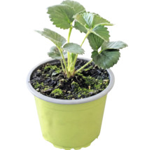 Jahodník BIO 'Korona' FloraSelf Bio květináč Ø 9 cm