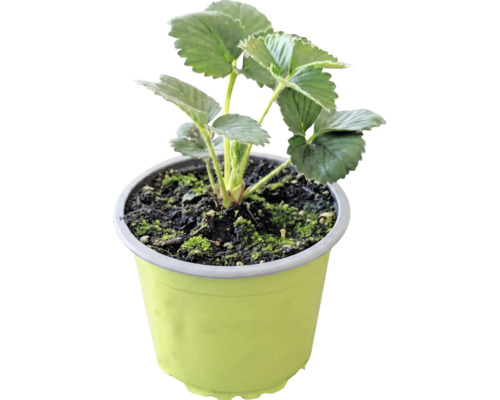 Jahodník BIO 'Korona' FloraSelf Bio květináč Ø 9 cm