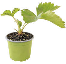 Jahodník BIO 'Senga® Sengana®' FloraSelf Bio květináč Ø 9 cm