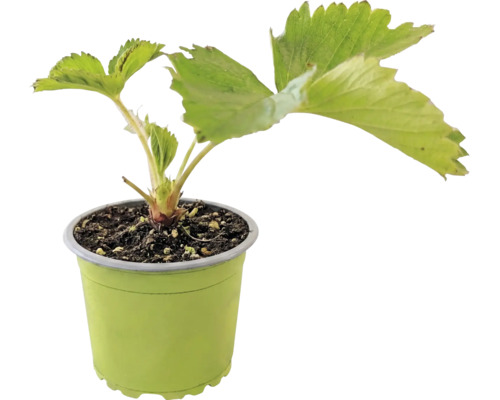 Jahodník BIO 'Senga® Sengana®' FloraSelf Bio květináč Ø 9 cm