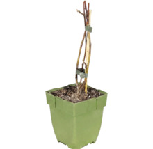 Fíkovník zakrslý BIO 'Little Miss Figgy' FloraSelf Floralie Gardening with kids 10-20 cm květináč Ø 13 cm