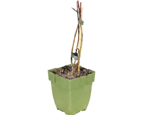 Fíkovník zakrslý BIO 'Little Miss Figgy' FloraSelf Floralie Gardening with kids 10-20 cm květináč Ø 13 cm