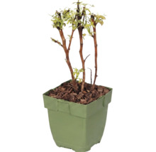 Maliník bio 10-20 cm 'Baby Dwarf' FloraSelf Floralie 'zahradničení s dětmi' květináč Ø 13 cm