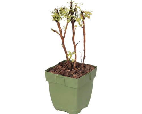 Maliník bio 10-20 cm 'Baby Dwarf' FloraSelf Floralie 'zahradničení s dětmi' květináč Ø 13 cm