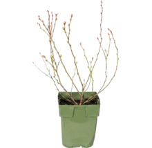 Borůvka bio 10-20 cm 'Little Blue Wonder' FloraSelf Floralie 'zahradničení s dětmi' květináč Ø 13 cm
