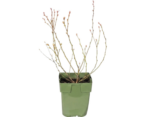 Borůvka bio 10-20 cm 'Little Blue Wonder' FloraSelf Floralie 'zahradničení s dětmi' květináč Ø 13 cm