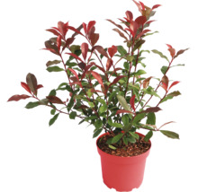 Blýskavka Photinia se zeleno-červenými listy v květináči.