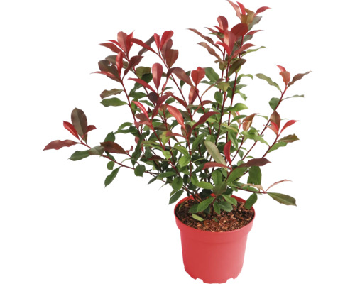 Blýskavka Photinia se zeleno-červenými listy v květináči.