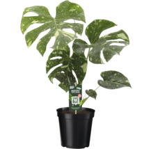 Monstera Thai Constellation s panašovanými listy v černém květináči.