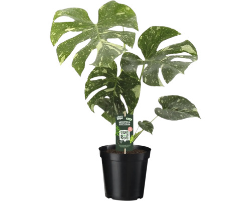 Monstera Thai Constellation s panašovanými listy v černém květináči.