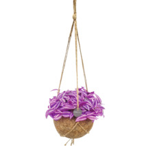 Tradescantia v závěsném kokosovém květináči Kokodama s jutovými provazy.