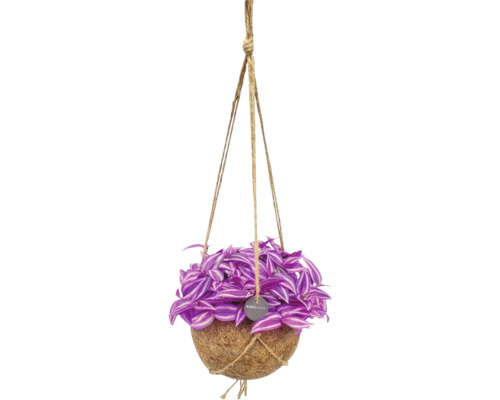 Tradescantia v závěsném kokosovém květináči Kokodama s jutovými provazy.