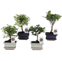 Čtyři různé pokojové rostliny bonsai v dekorativních keramických miskách s ladícími podmisky.